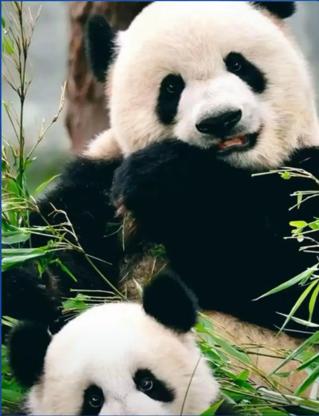 Two giant pandas feeding on bamboo